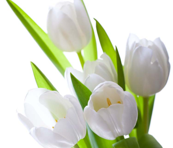 Цветы и растения - 131 | Wall-Style