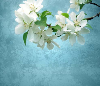 Цветы и растения - 24 | Wall-Style