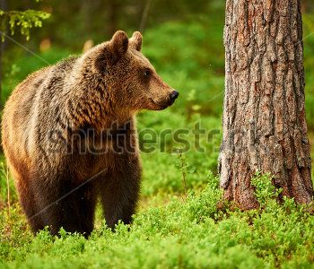 Животные - 53 | Wall-Style