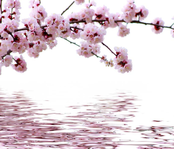 Цветы и растения - 6 | Wall-Style