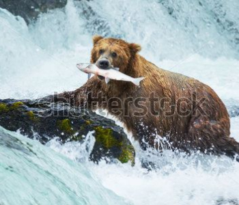 Животные - 55 | Wall-Style