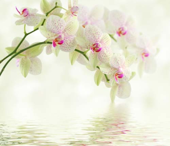 Цветы и растения - 21 | Wall-Style