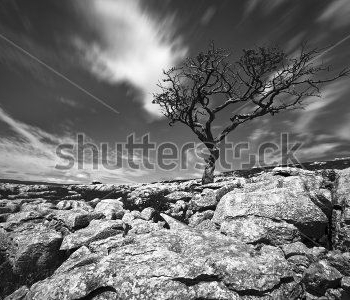 Природа - 481 | Wall-Style