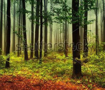 Природа - 154 | Wall-Style