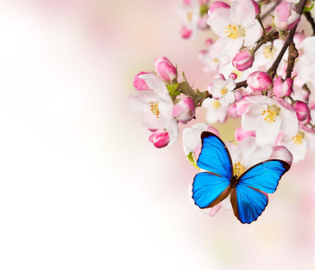 Цветы и растения - 42 | Wall-Style