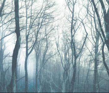 Природа - 167 | Wall-Style