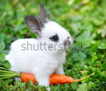 Животные - 469 | Wall-Style