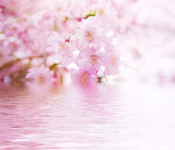 Цветы и растения - 8 | Wall-Style