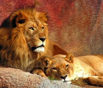 Животные - 55 | Wall-Style