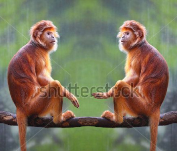 Животные - 23 | Wall-Style