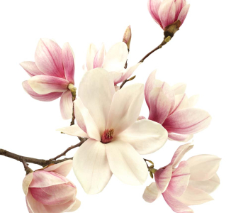 Цветы и растения - 76 | Wall-Style