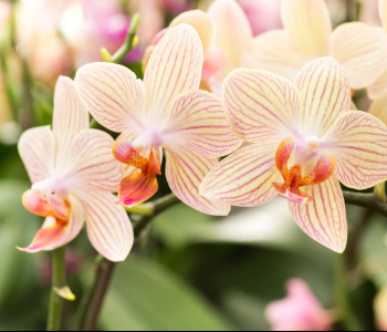 Цветы и растения - 150 | Wall-Style