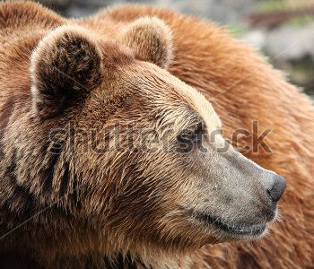 Животные - 50 | Wall-Style