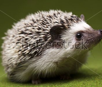 Животные - 426 | Wall-Style