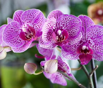 Цветы и растения - 95 | Wall-Style