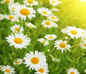 Цветы и растения - 26 | Wall-Style