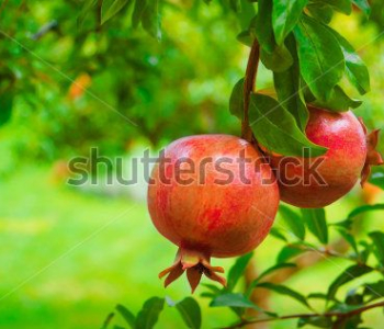 Еда и напитки - 110 | Wall-Style