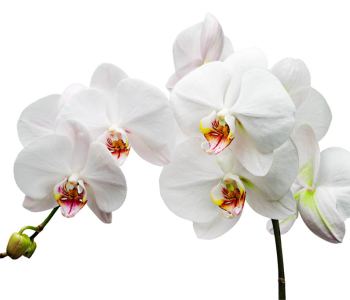 Цветы и растения - 202 | Wall-Style