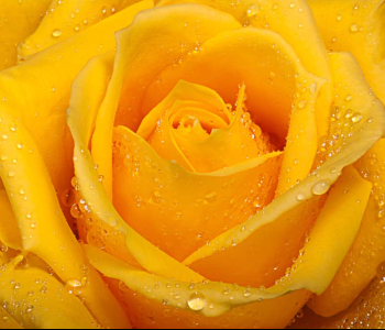 Цветы и растения - 135 | Wall-Style