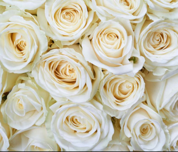 Цветы и растения - 149 | Wall-Style