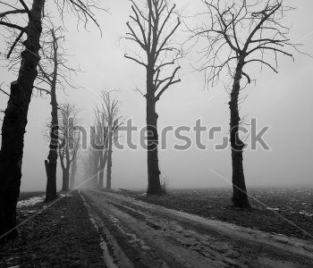 Природа - 517 | Wall-Style