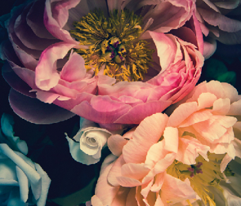 Цветы и растения - 51 | Wall-Style