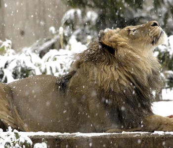 Животные - 22 | Wall-Style