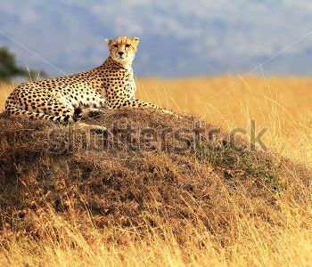 Животные - 67 | Wall-Style