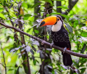 Животные - 62 | Wall-Style