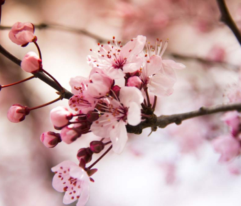 Цветы и растения - 3 | Wall-Style