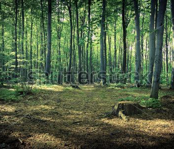 Природа - 108 | Wall-Style