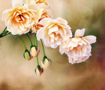 Цветы и растения - 74 | Wall-Style