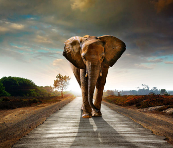 Животные - 55 | Wall-Style