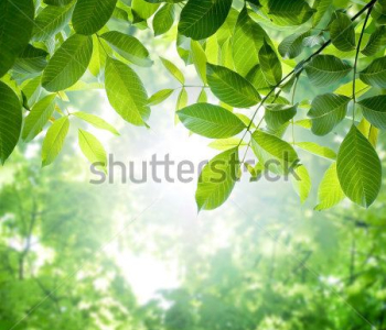 Природа - 178 | Wall-Style