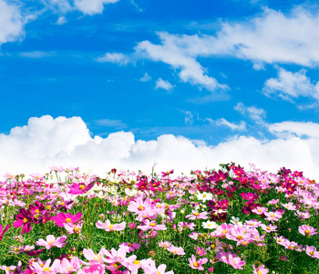 Природа - 8 | Wall-Style