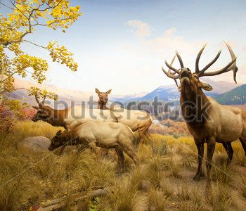 Животные - 427 | Wall-Style