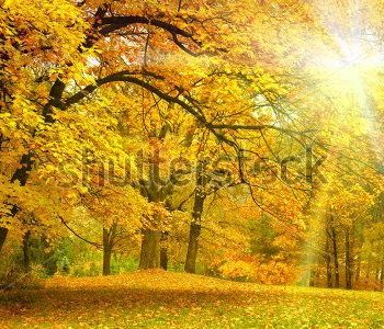 Природа - 212 | Wall-Style