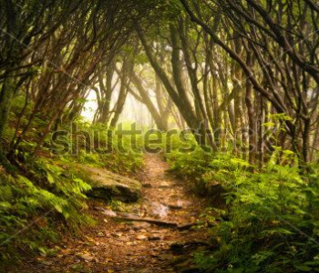 Природа - 187 | Wall-Style