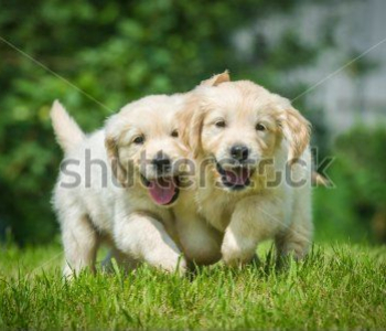 Животные - 24 | Wall-Style