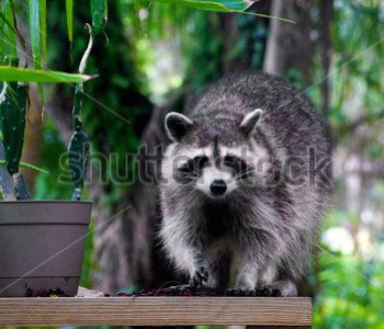 Животные - 385 | Wall-Style