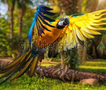 Животные - 71 | Wall-Style