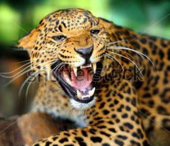 Животные - 51 | Wall-Style