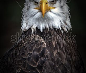 Животные - 88 | Wall-Style