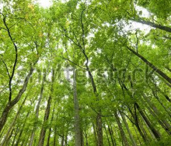 Природа - 112 | Wall-Style