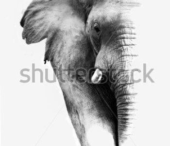 Животные - 75 | Wall-Style