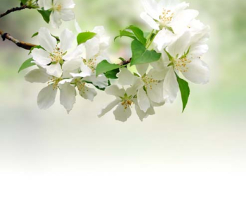 Цветы и растения - 11 | Wall-Style