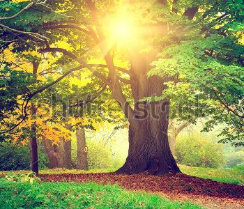 Природа - 689 | Wall-Style