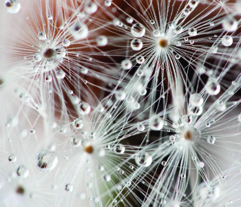 Цветы и растения - 23 | Wall-Style