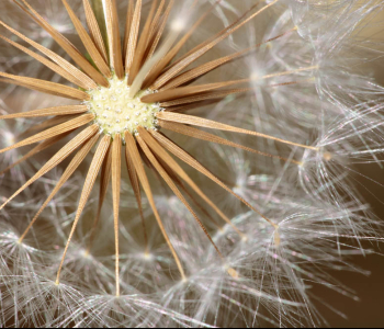 Цветы и растения - 54 | Wall-Style