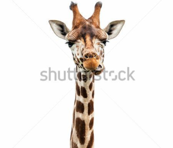 Животные - 101 | Wall-Style